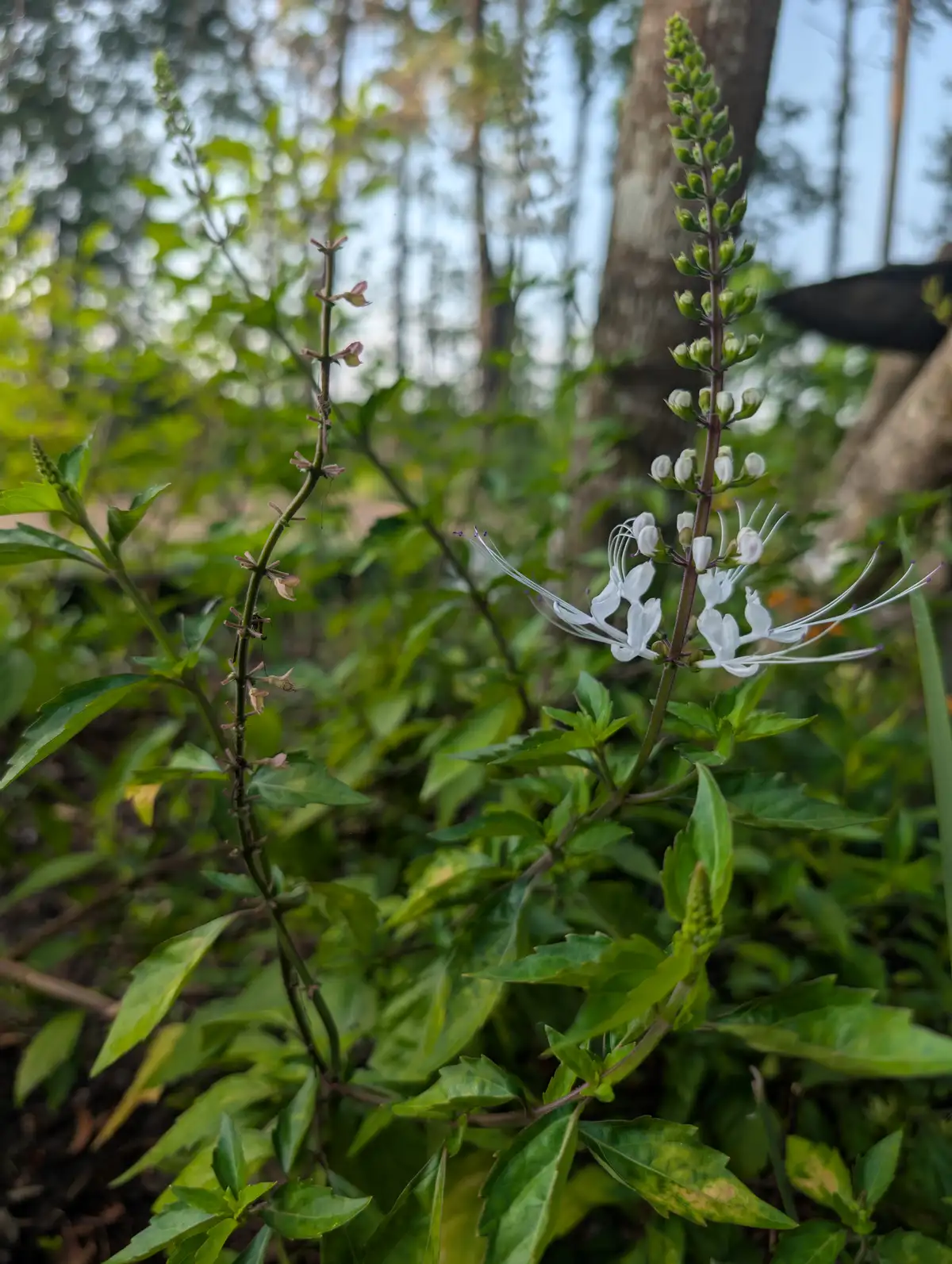 Professionally lit landscape with uplighting on live oak trees